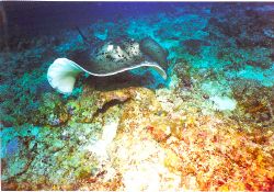 Taken in the maldives by Andy Kutsch 